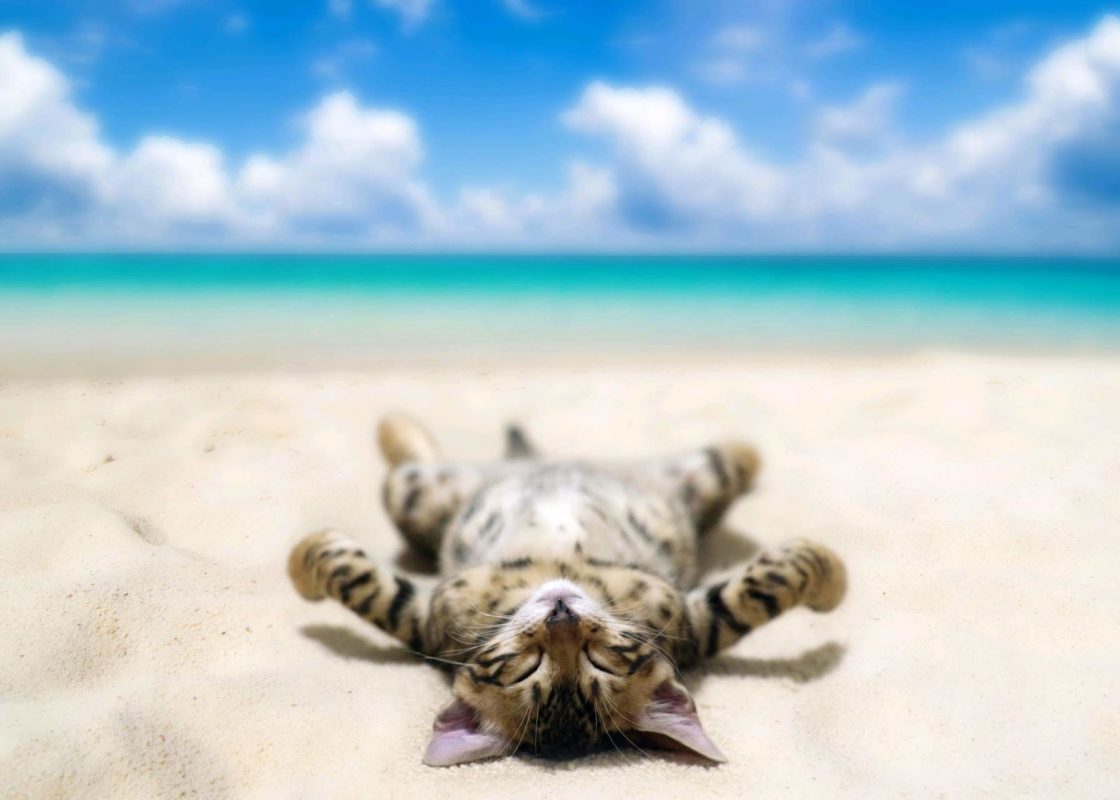 wallpaper et fond d'écran chat plage dormir