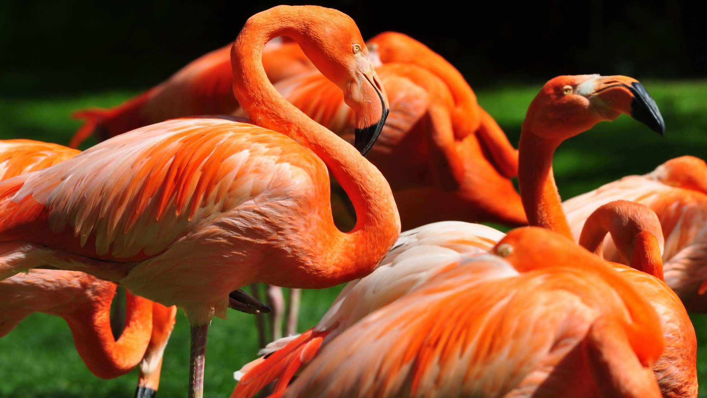 wallpaper et fond d'écran flamants rose animaux oiseaux