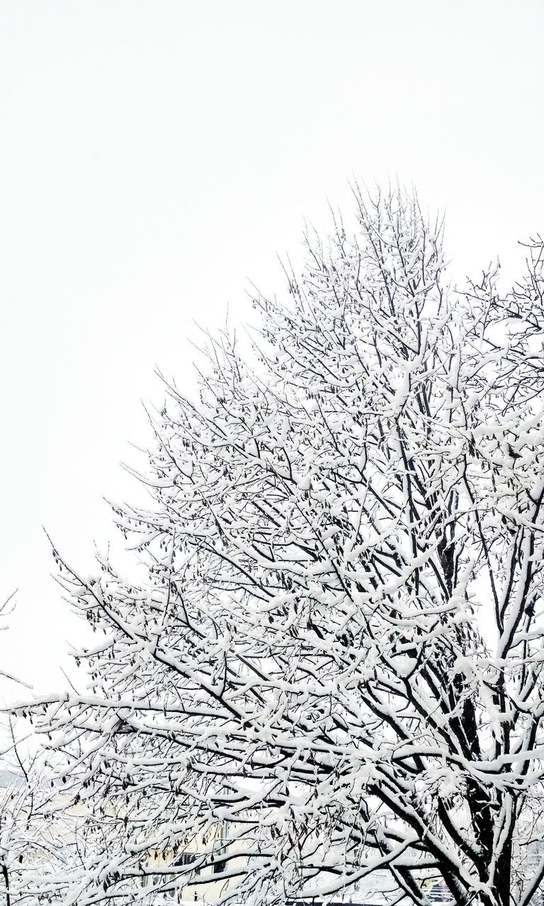 wallpaper et fond d'écran hiver neige