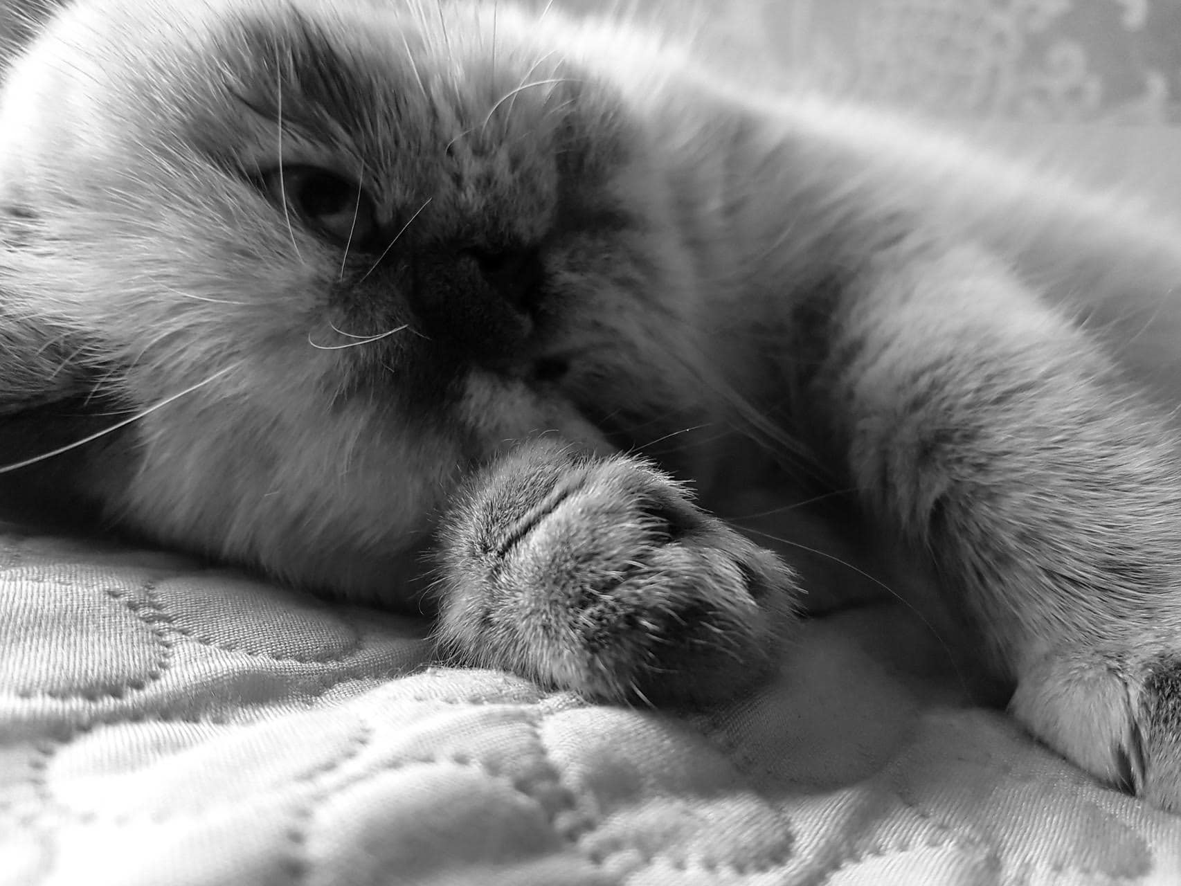 wallpaper et fond d'écran chat dormir sommeil
