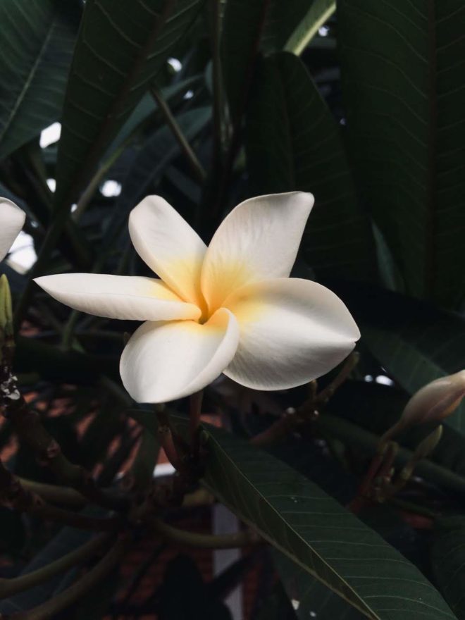 wallpaper et fond d'écran fleurs