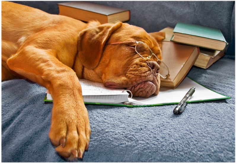 wallpaper et fond d'écran chien dormir repos