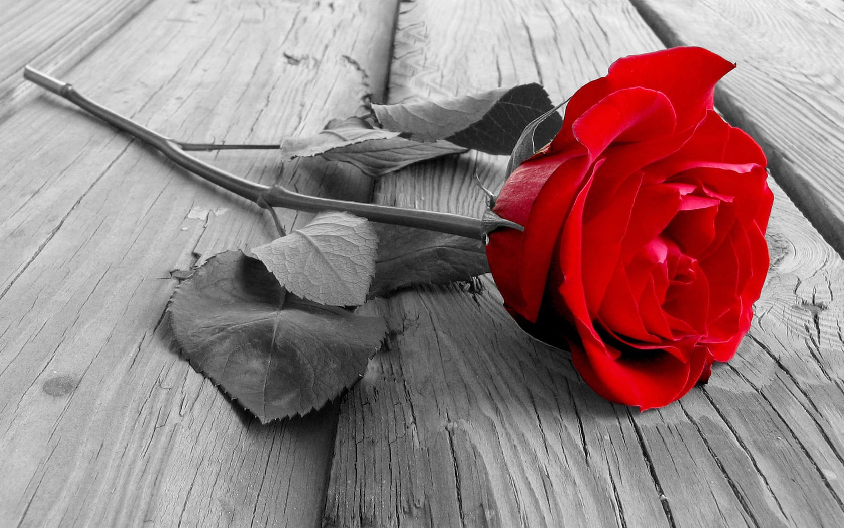 wallpaper et fond d'écran rose fleur