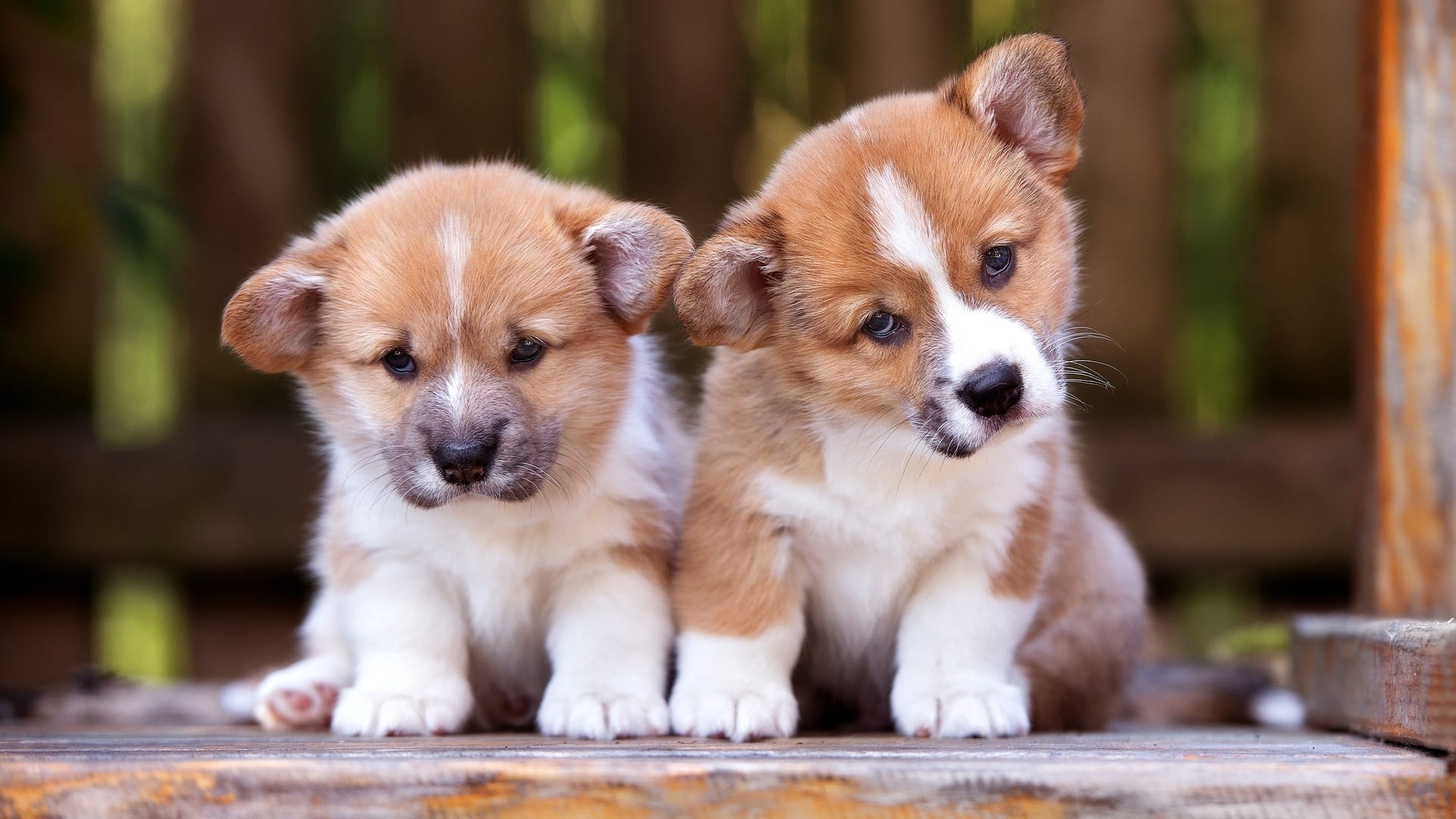 wallpapers et fonds d'écran chien chiots animaux