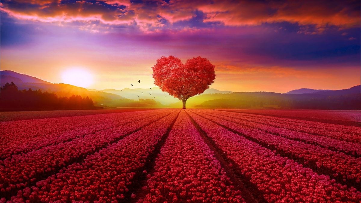 wallpaper et fond d'écran champs coeur amour