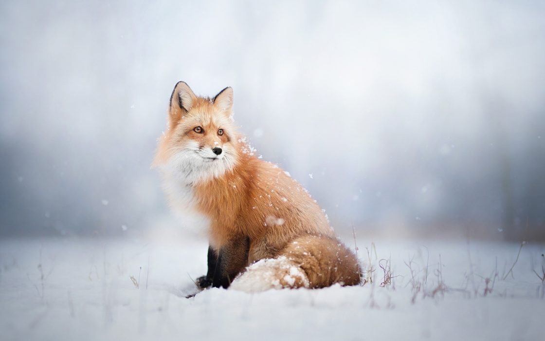 wallpaper et fond d'écran renard neige hiver animals animaux nature