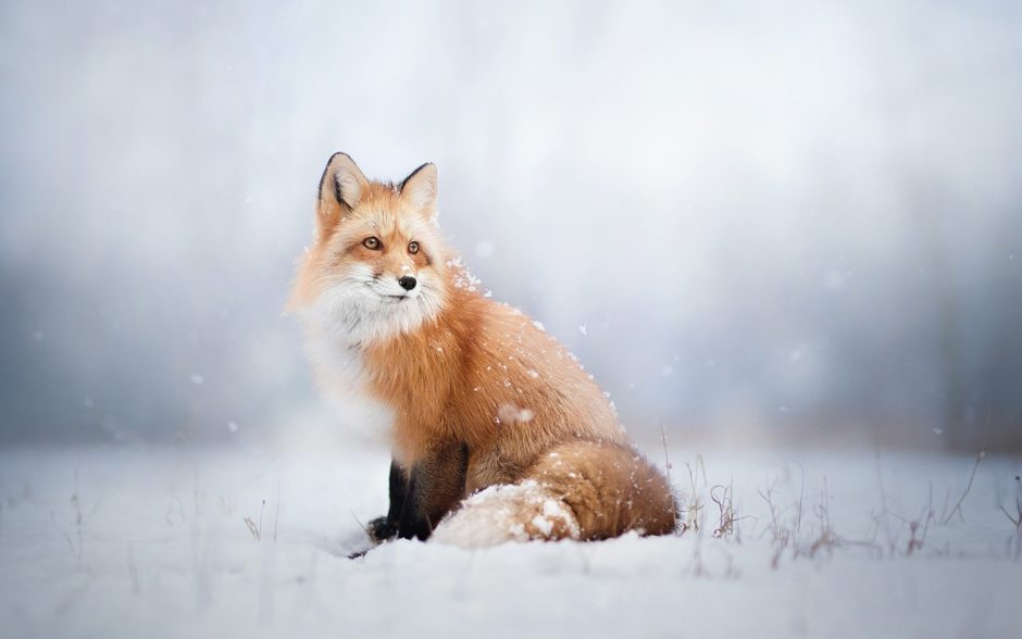 wallpaper et fond d'écran renard neige hiver animals animaux nature