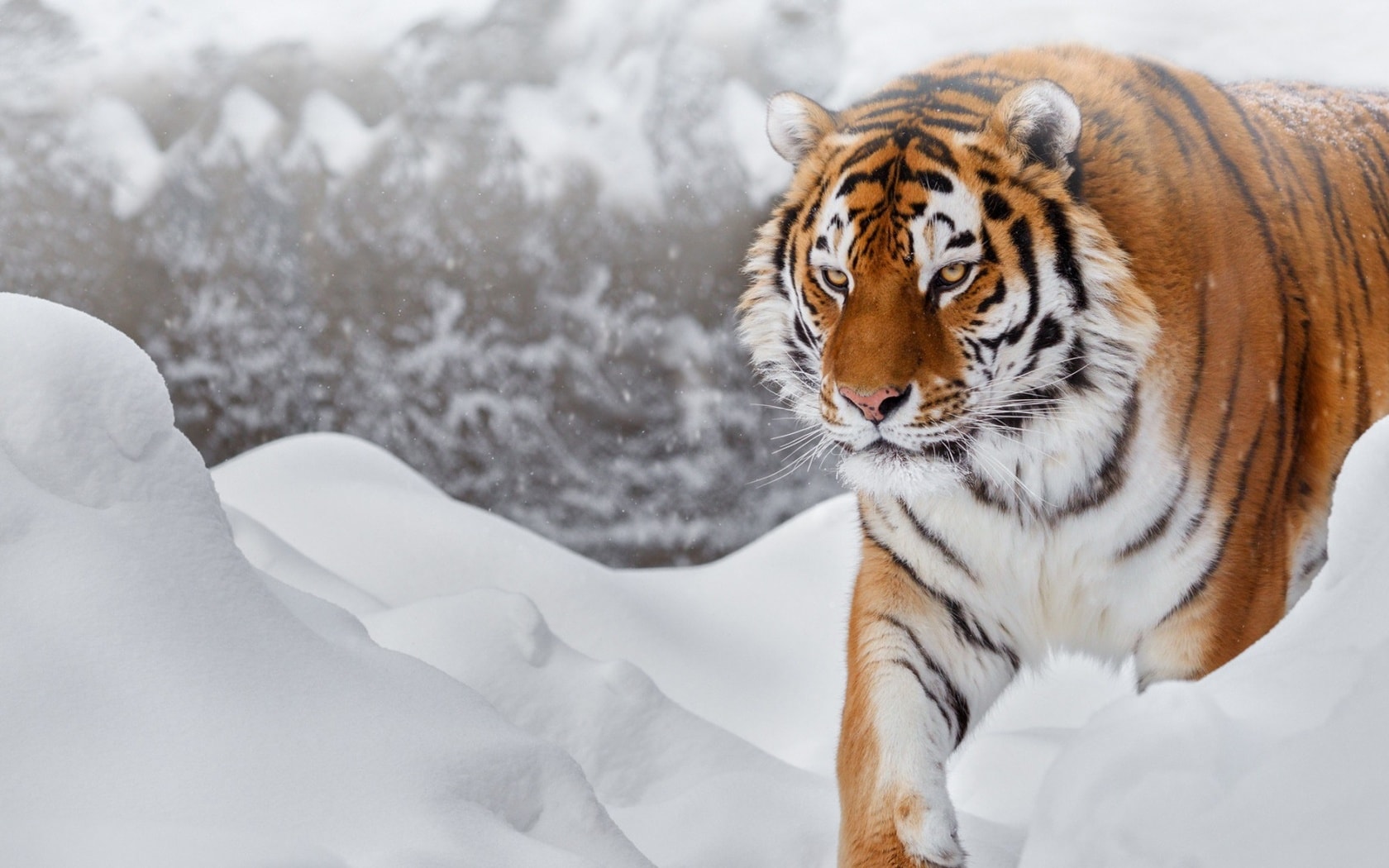 wallpaper et fond d'écran tigre neige félin animal