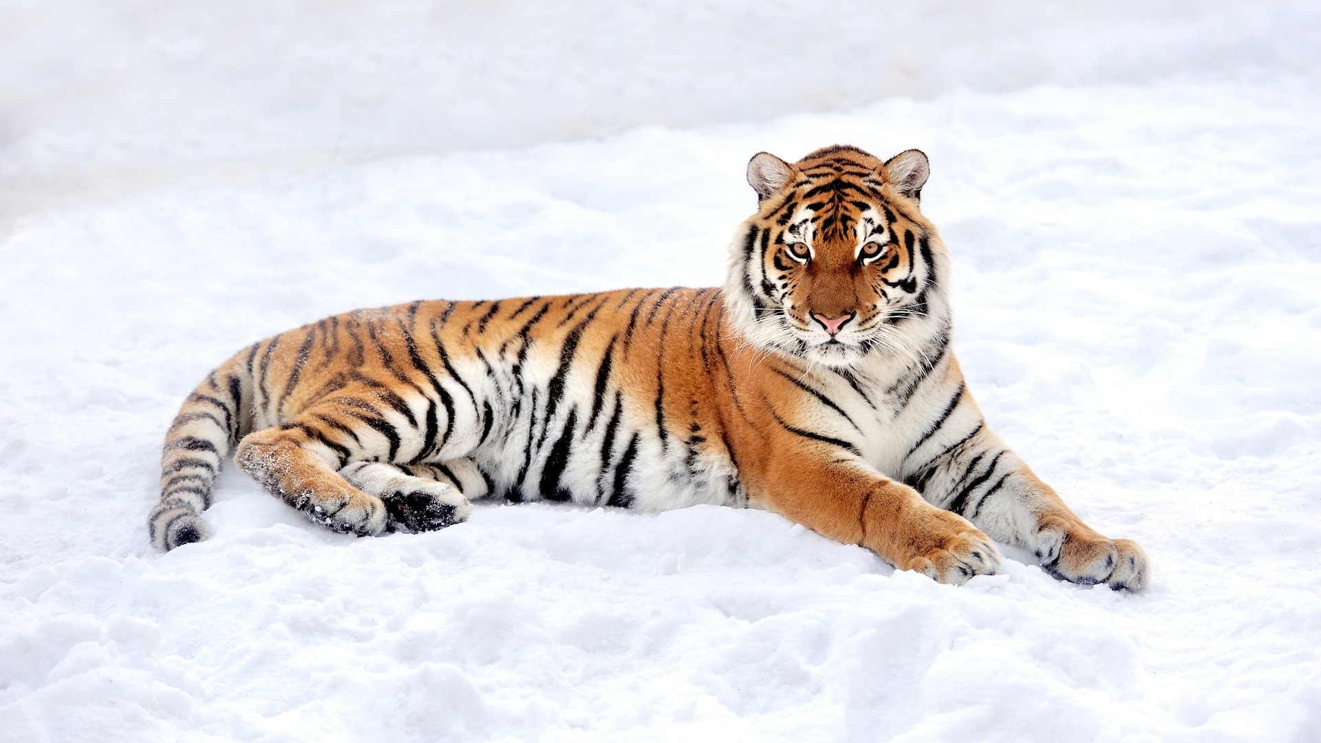 wallpaper et fond d'écran tigre neige félin