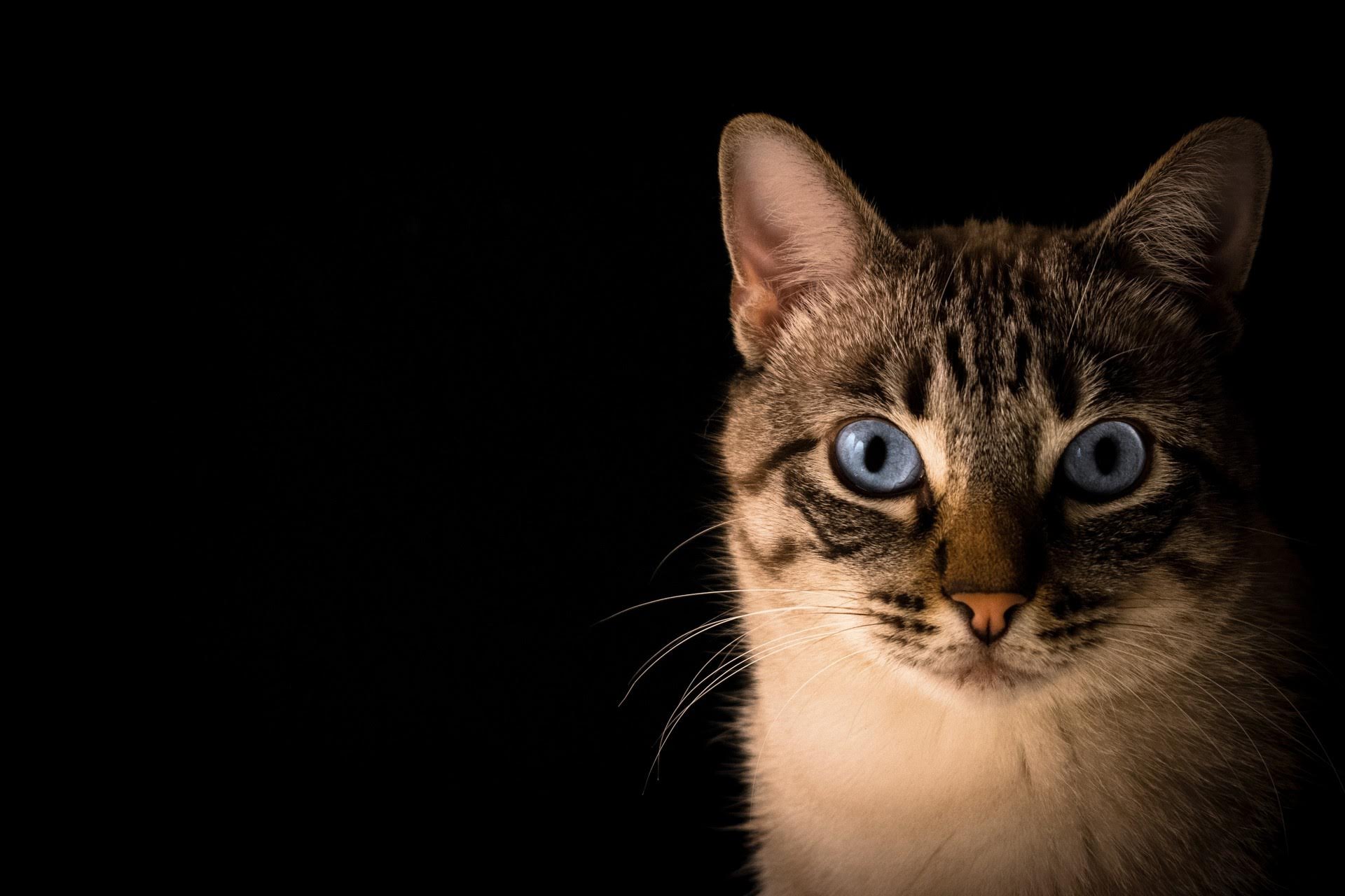 wallpaper et fond d'écran chat portrait animal