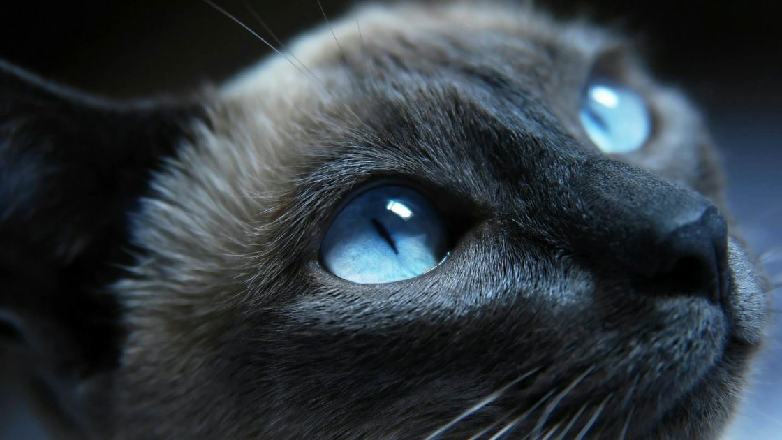 wallpaper et fond d'écran yeux chat portrait