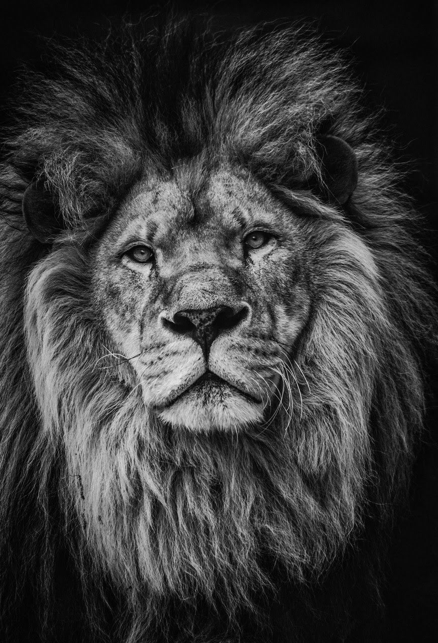 wallpaper et fond d'écran lion animaux félin