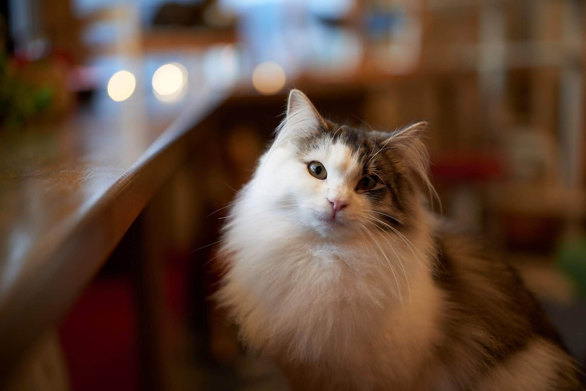 wallpaper et fond d'écran chat portrait