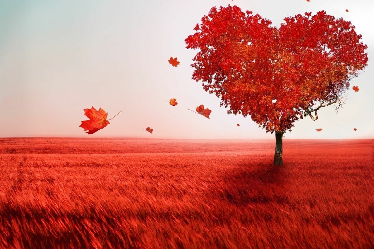 wallpaper et fond d'écran champs coeur amour