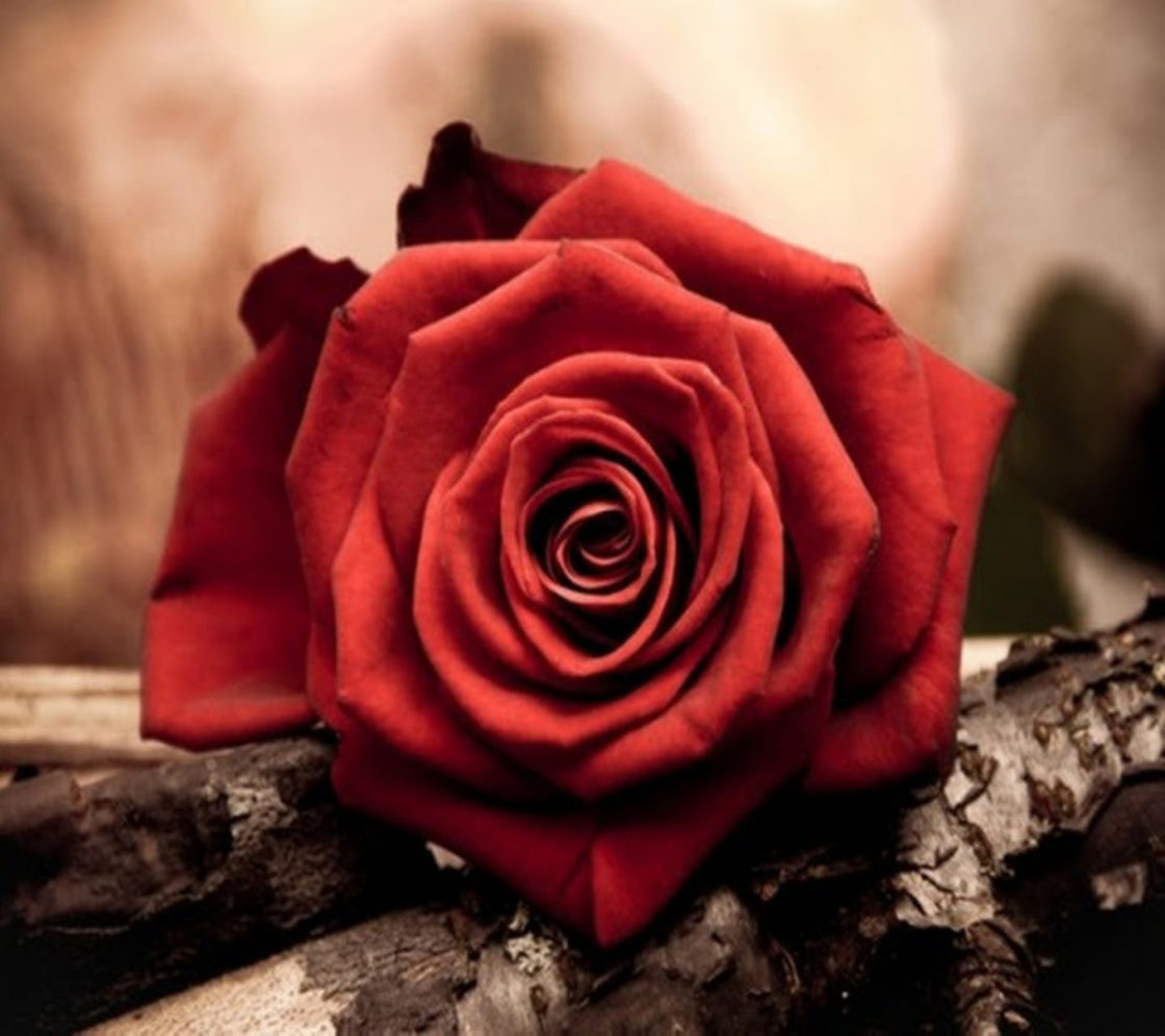 wallpaper et fond d'écran rose rouge fleur