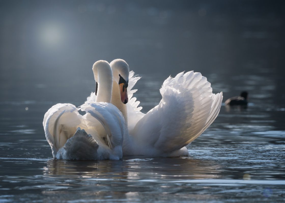 wallpapers et fonds d'écran cygnes animaux