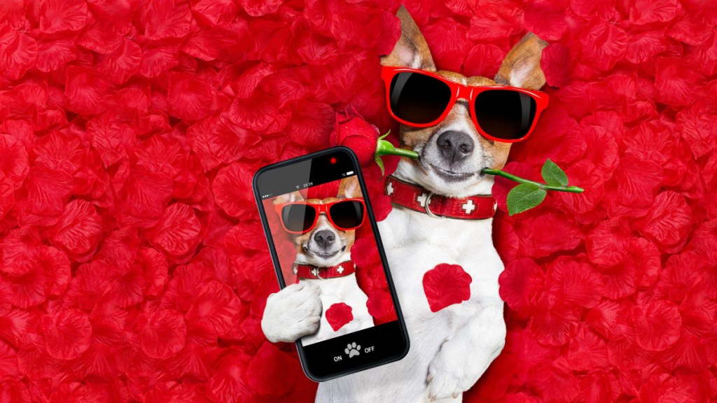 wallpaper et fond d'écran chien fleurs roses