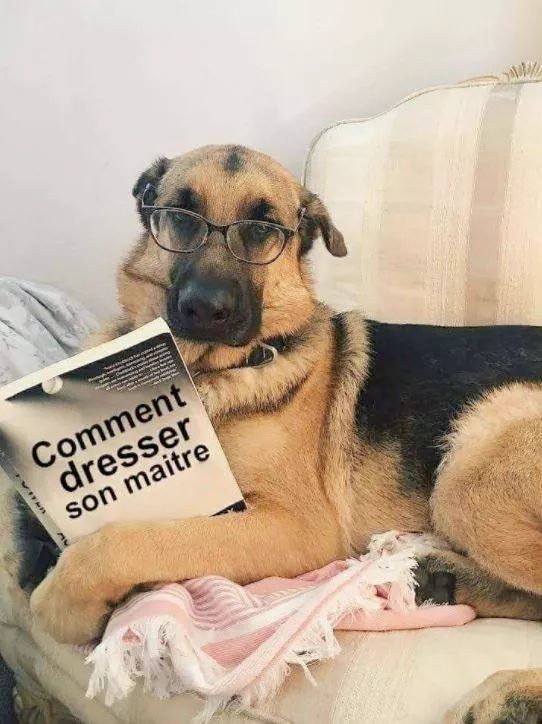 photographie chien humour