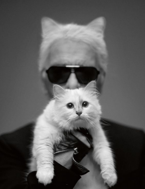 photographie célébrité homme Karl Lagerfeld chat