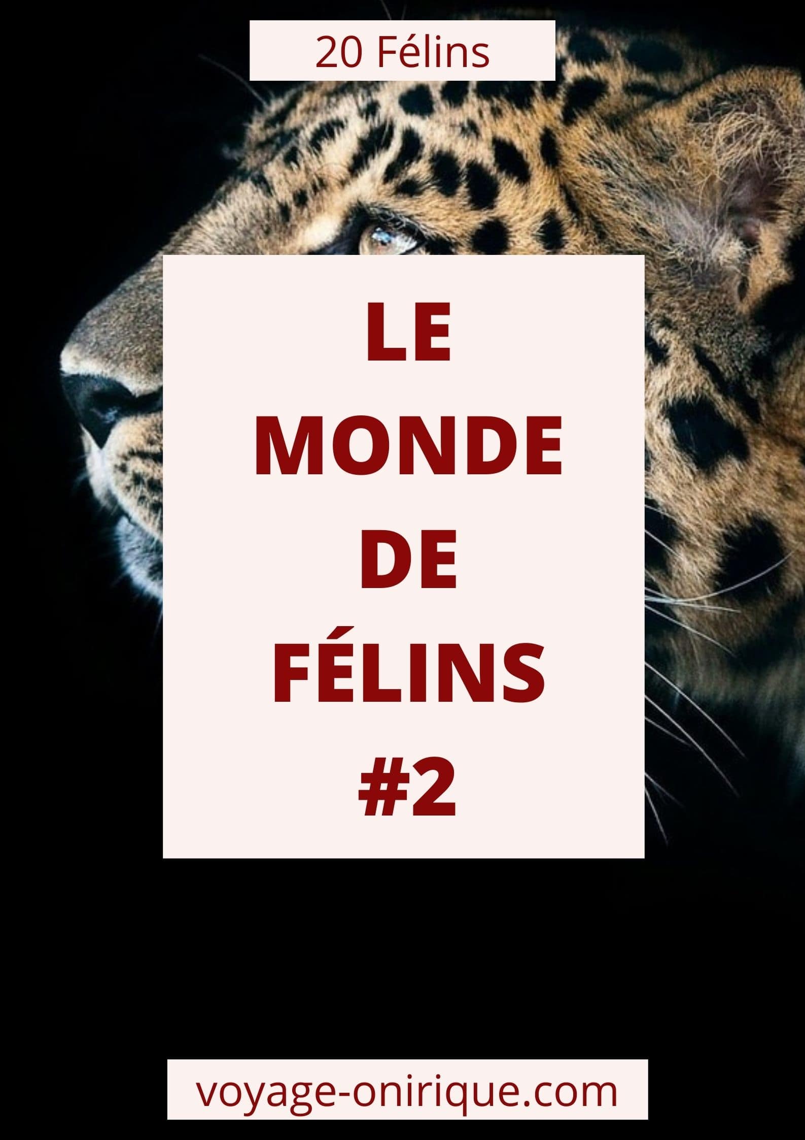 Le Monde de Félins fauve animals animaux lion lionne puma panthère sauvage beau beautiful