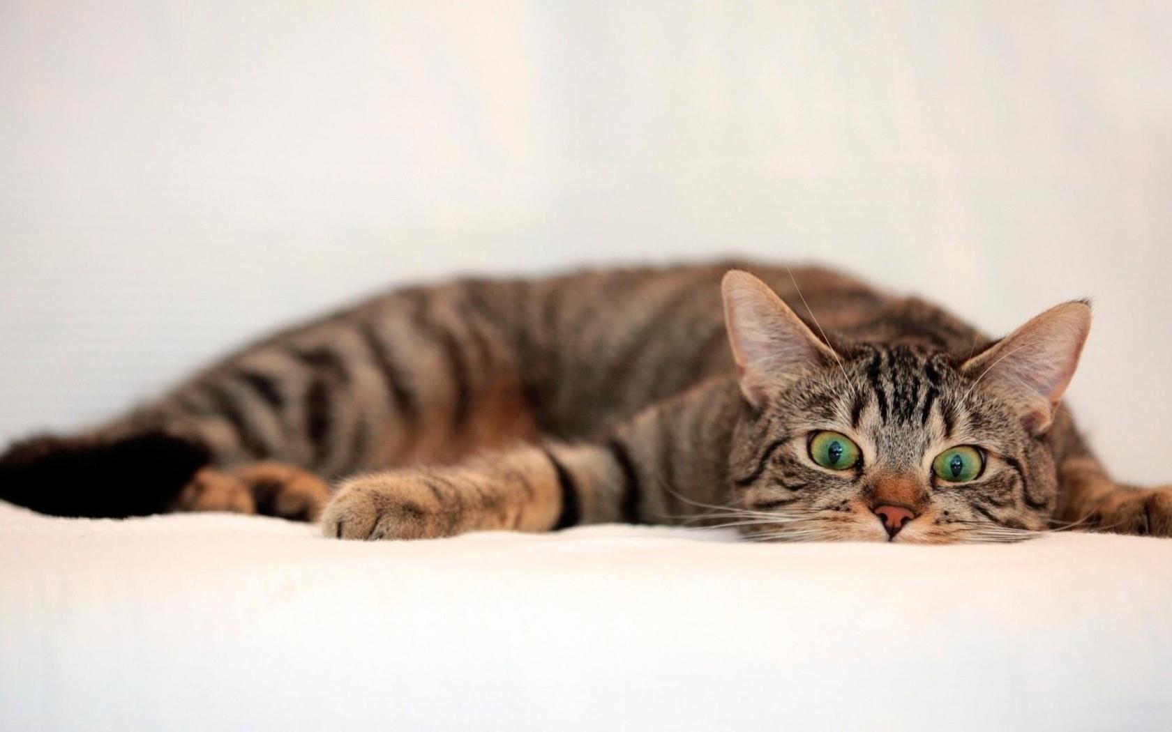 wallpaper et fond d'écran repos chat