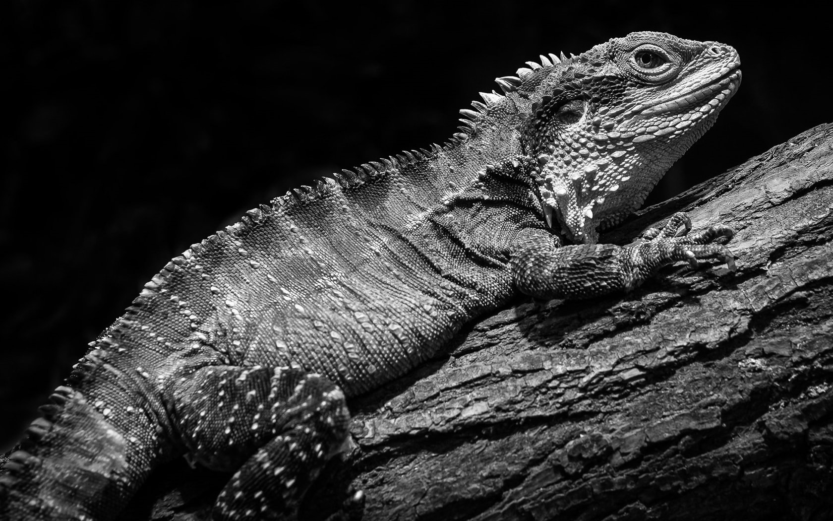 wallpaper et fond d'écran animal igouane