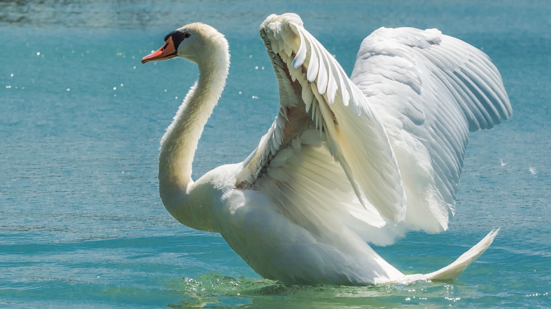 wallpaper et fond d'écran cygne oiseau