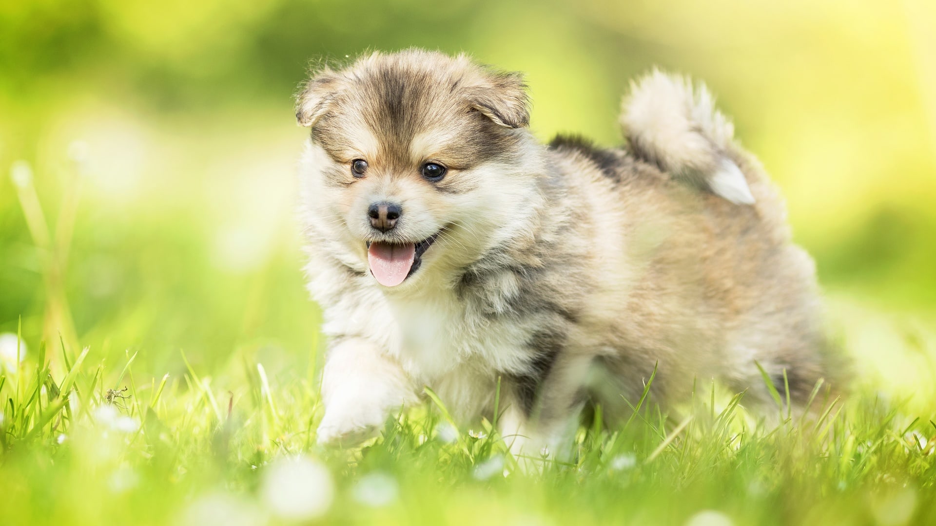 wallpaper et fond d'écran chien courir animal