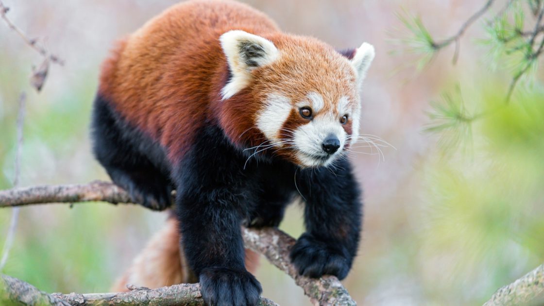 wallpaper et fond d'écran panda roux animal