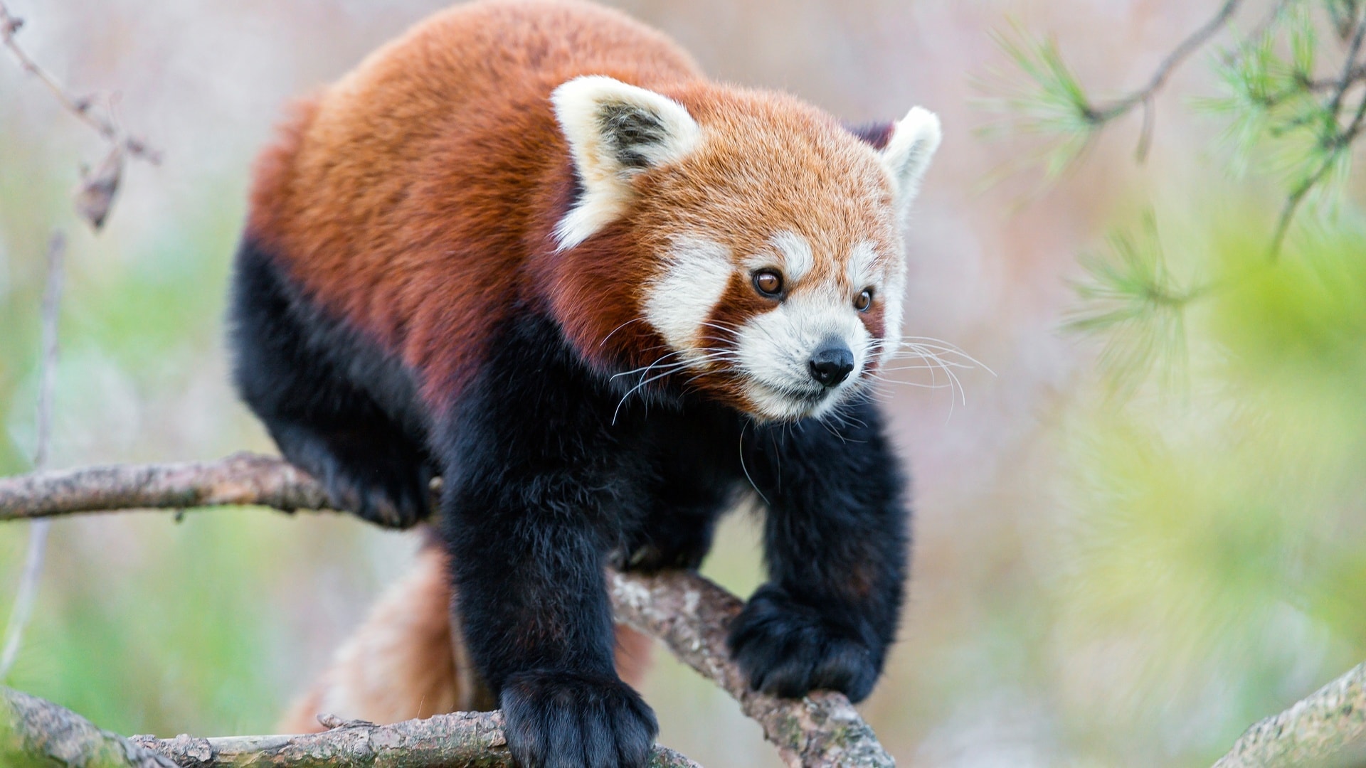 wallpaper et fond d'écran panda roux animal