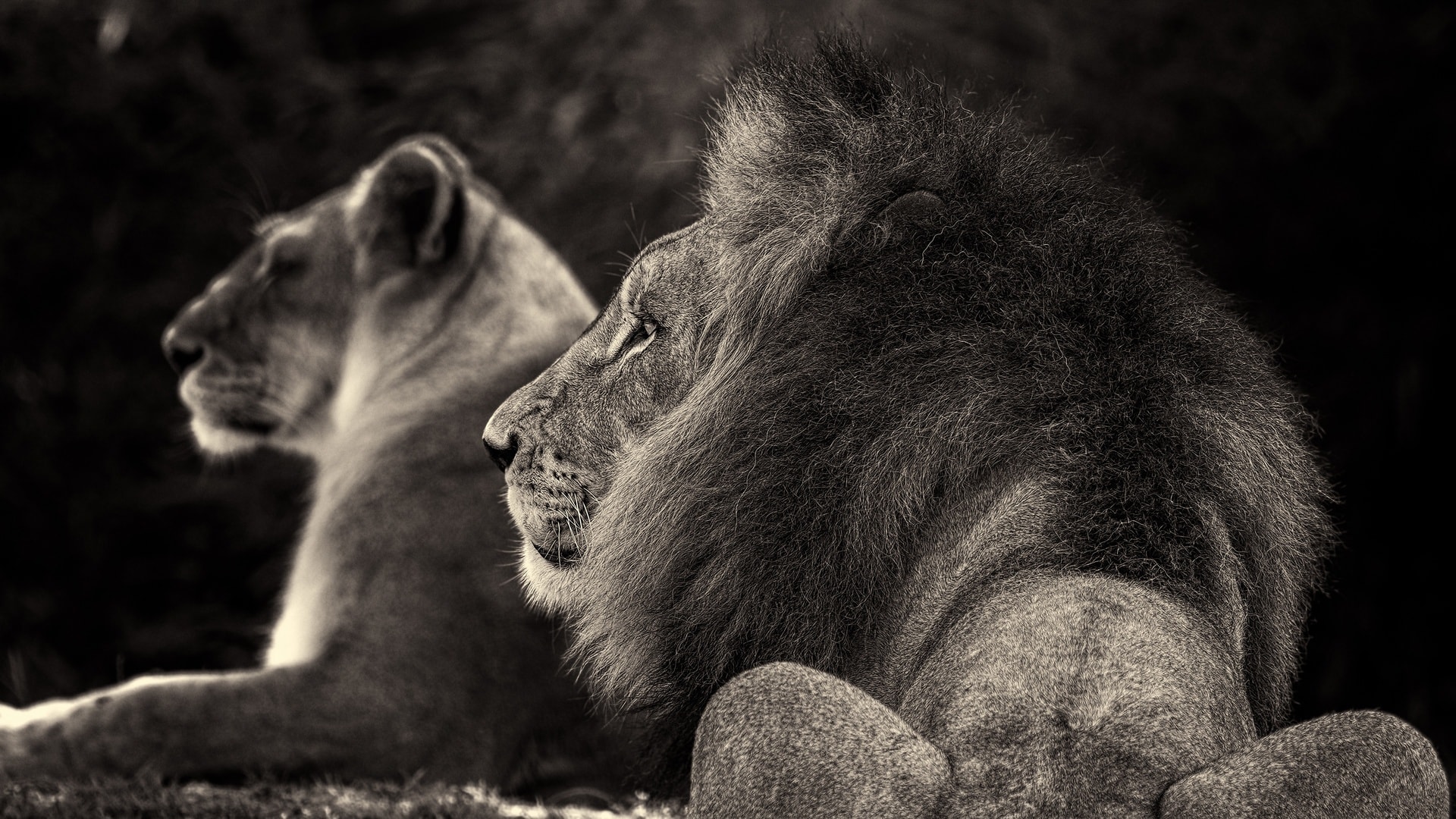 wallpaper et fond d'écran animaux lion félins