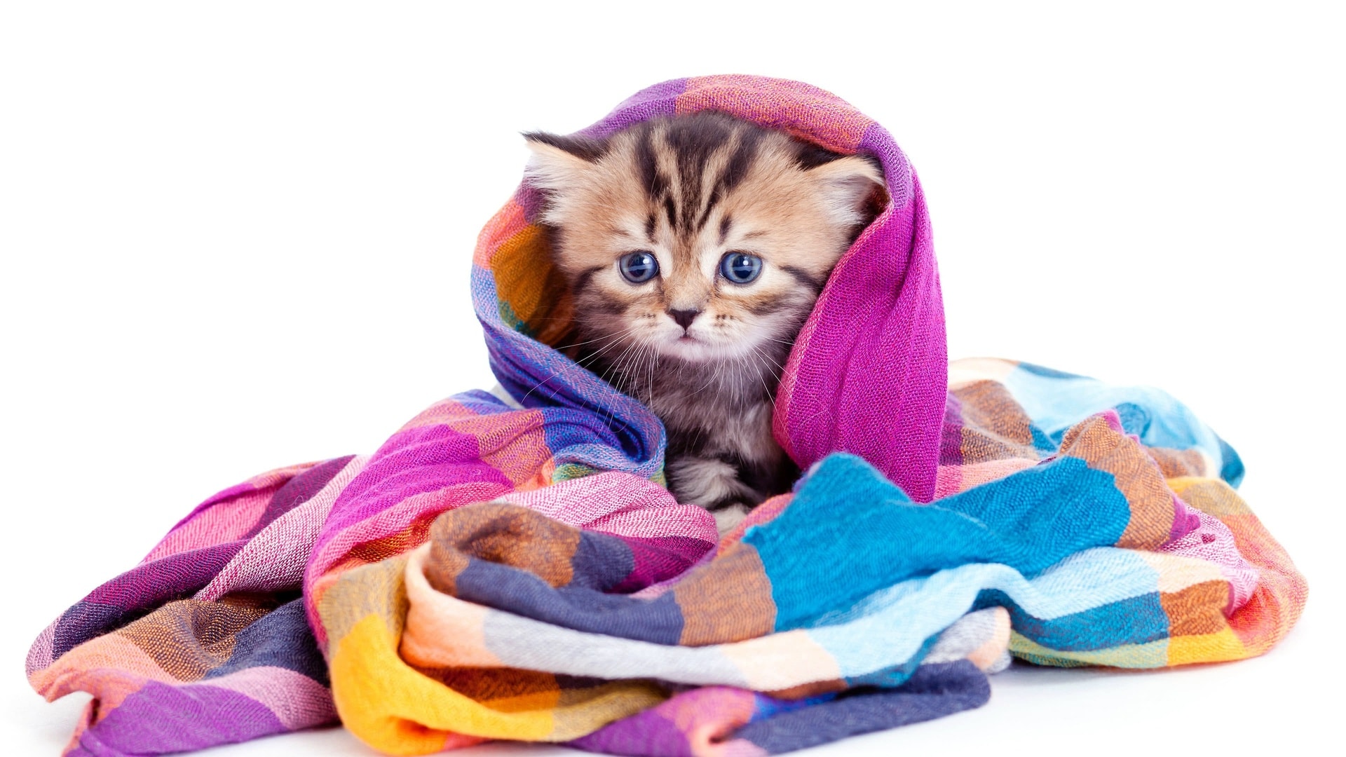 wallpaper et fond d'écran chat couverture chaton