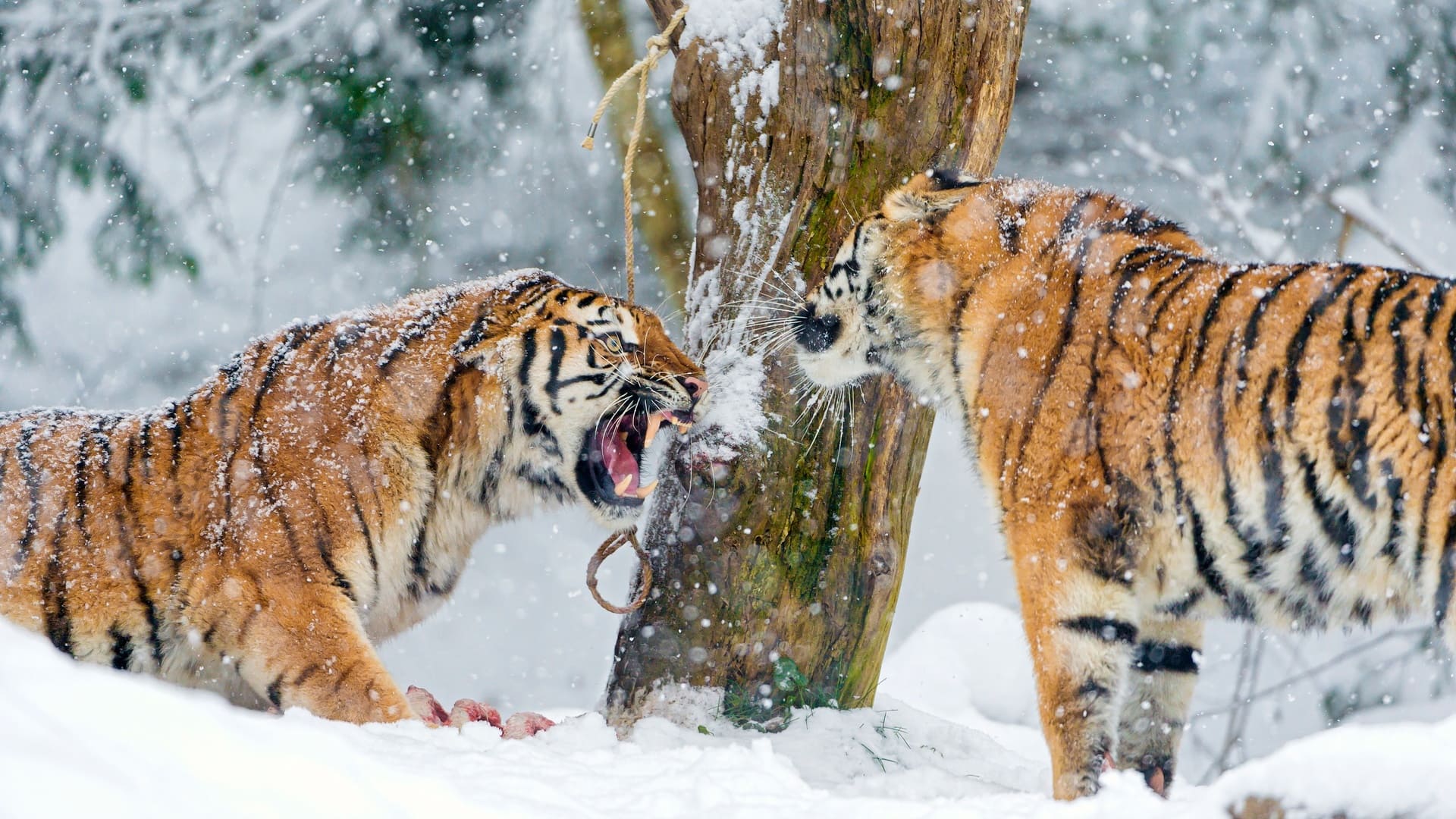 wallpaper et fond d'écran tigres Sibérie neige