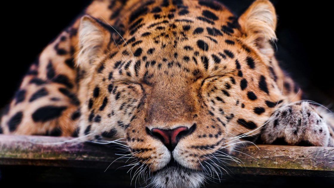 wallpaper et fond d'écran félin jaguar animals animaux félin fauve