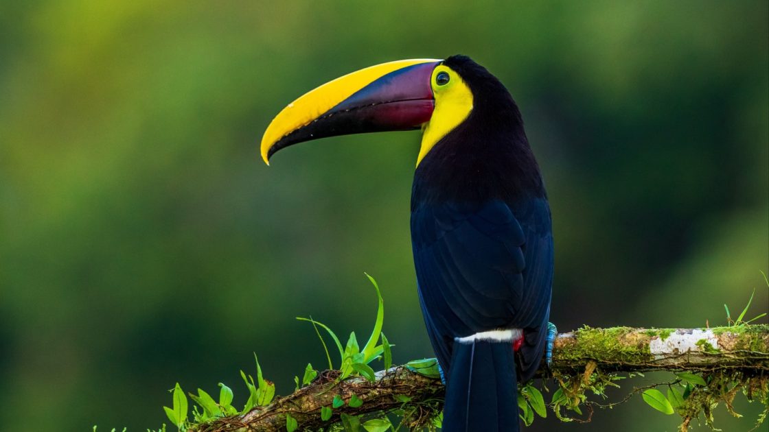 wallpaper et fond d'écran oiseau toucan animal