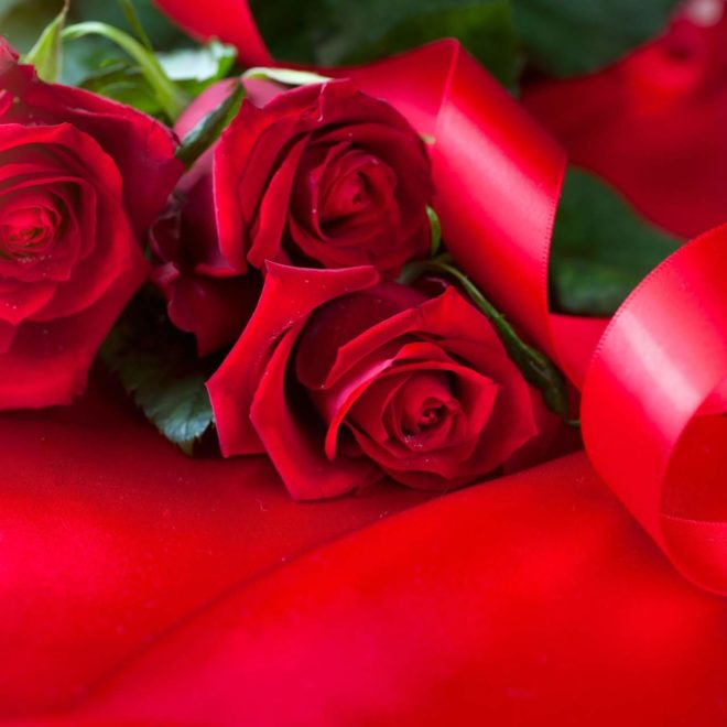 wallpaper et fond d'écran roses rouges fleurs