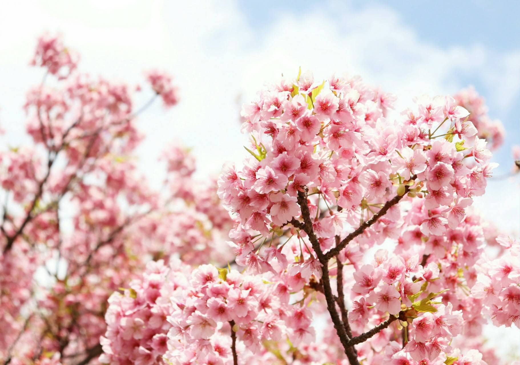 wallpaper et fond d'écran fleurs printemps