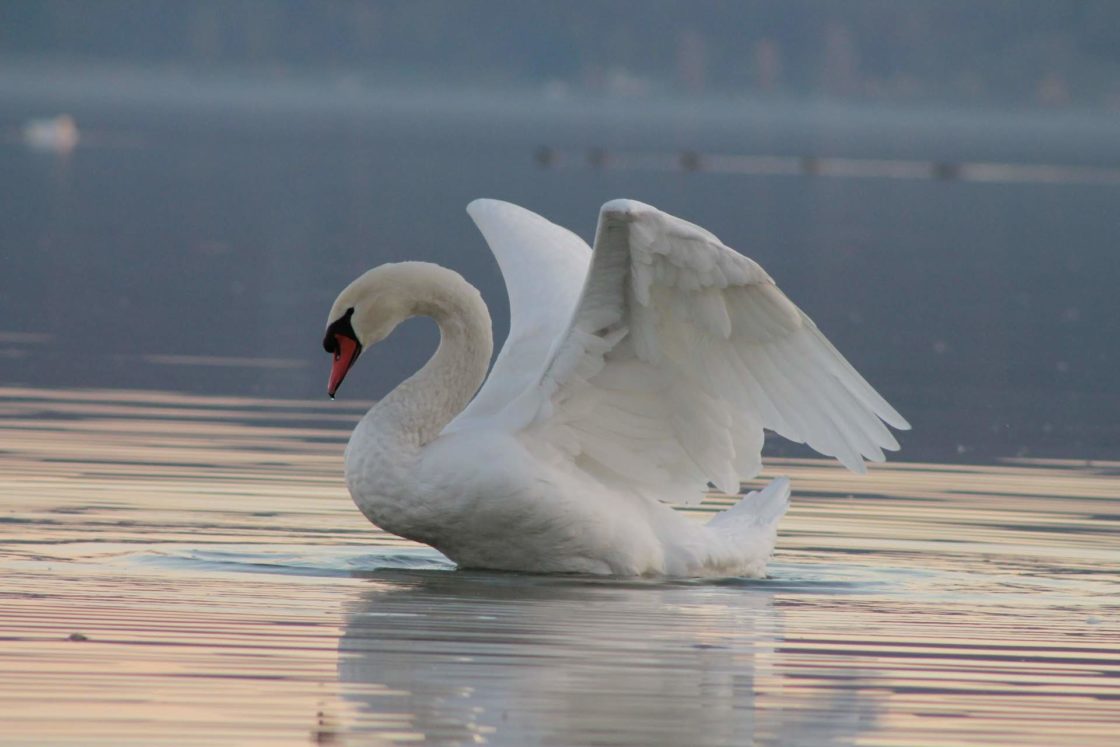 wallpaper et fond d'écran animal cygne