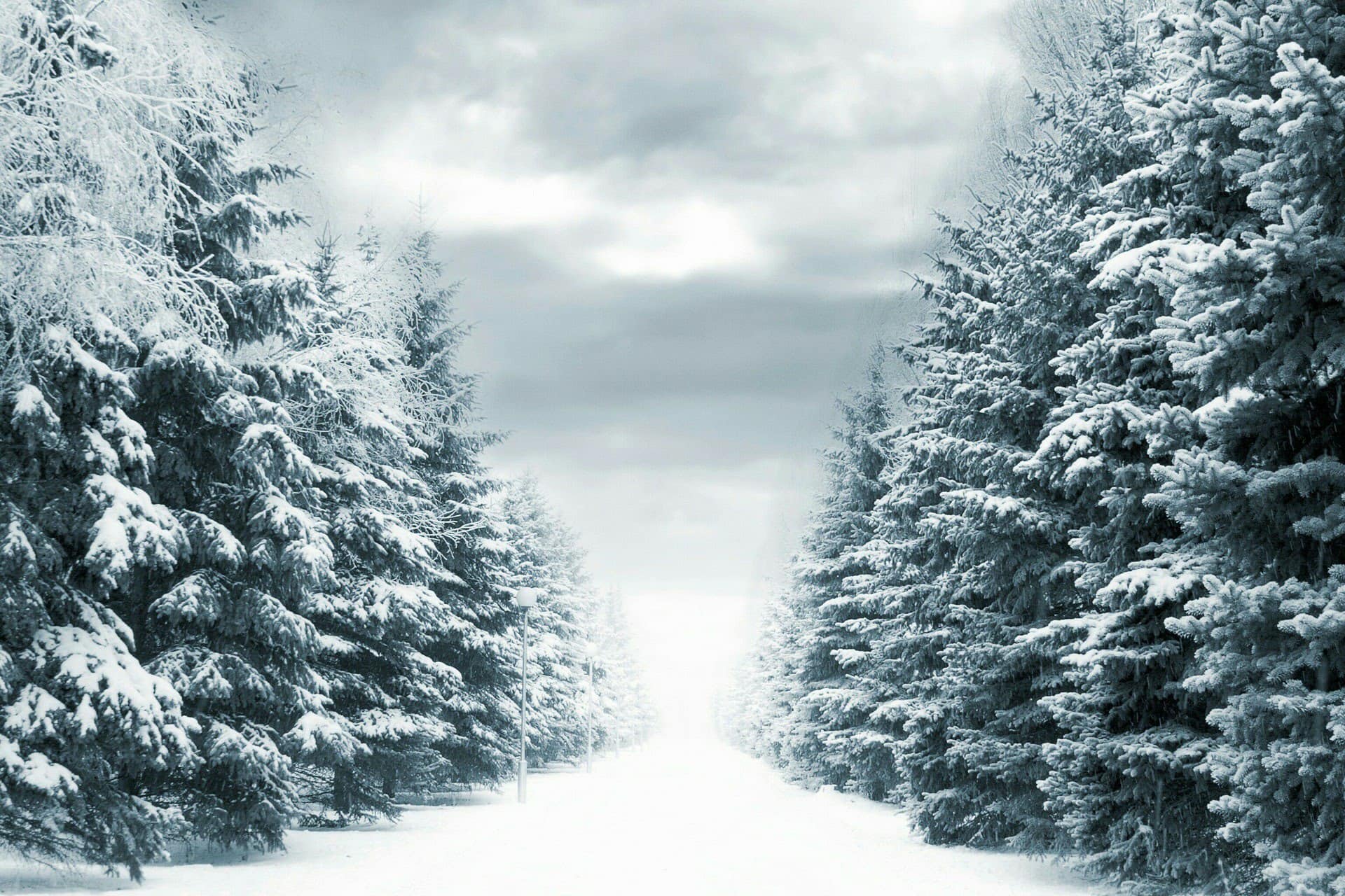 wallpaper et fond d'écran hiver nature neige