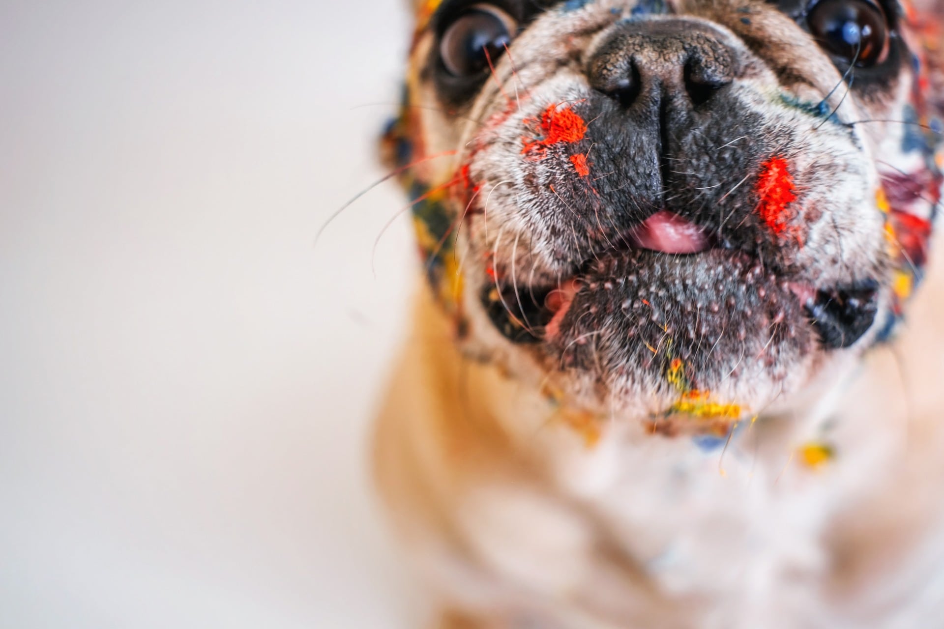 wallpaper et fond d'écran chien peinture animaux