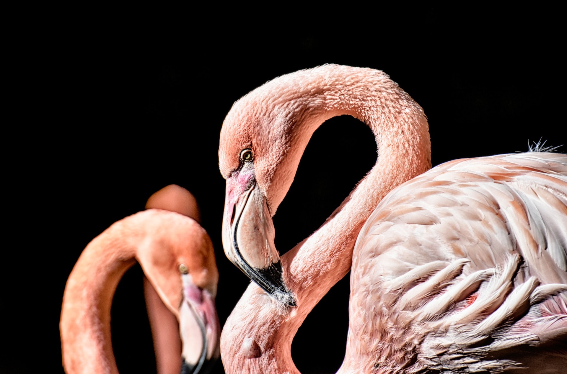 wallpaper et fond d'écran animaux flamand rose
