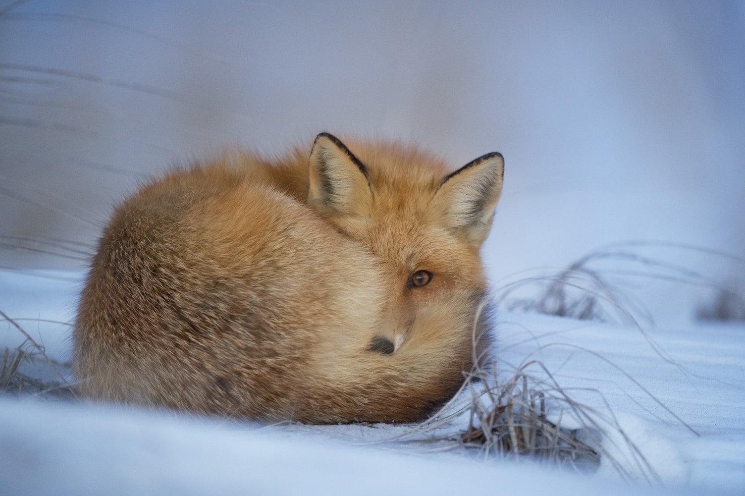 wallpaper et fond d'écran renard animal