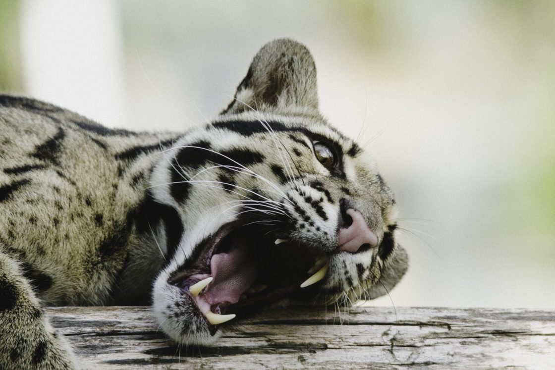 wallpaper et fond d'écran félin guépard animal