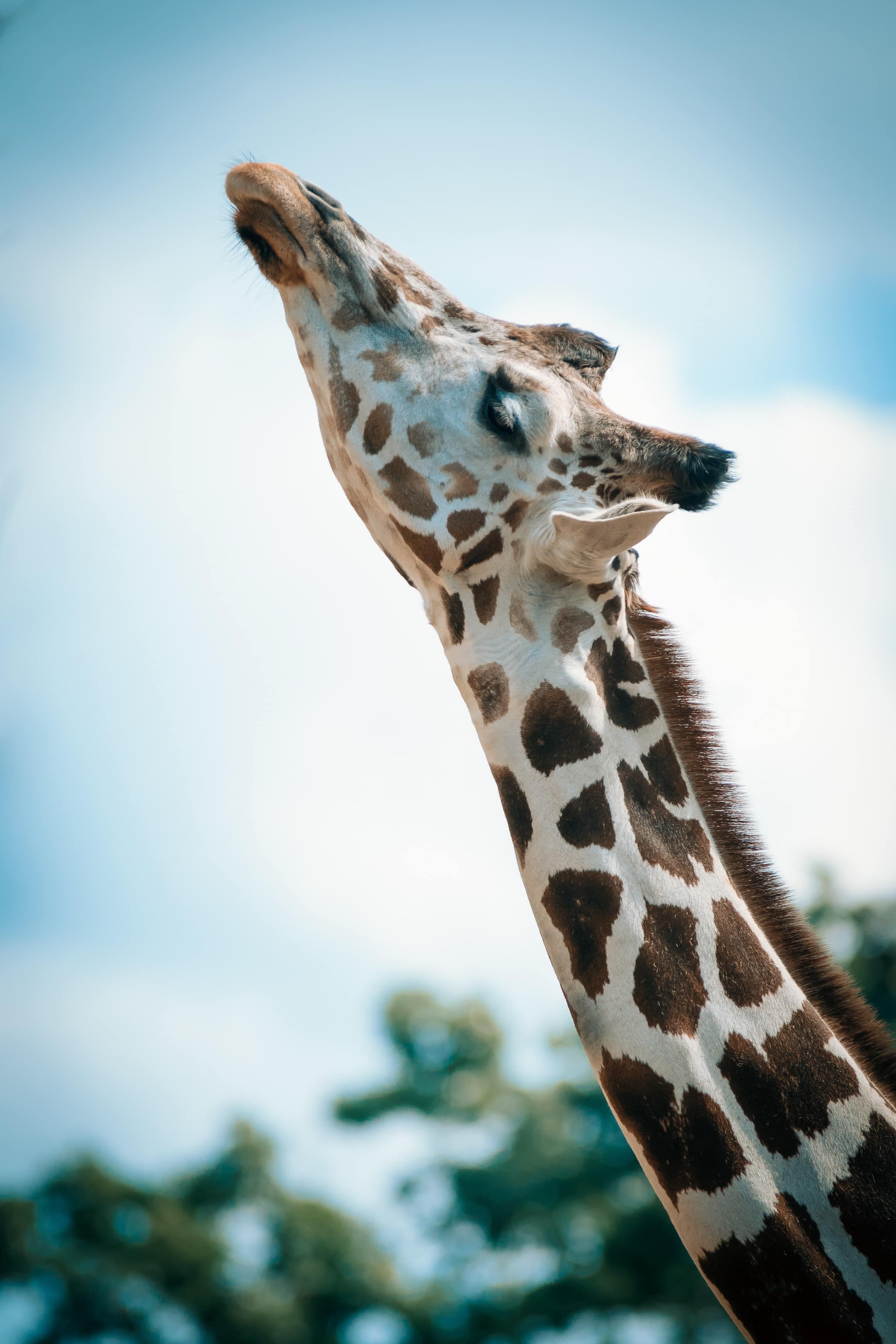 wallpaper et fond d'écran animal girafe