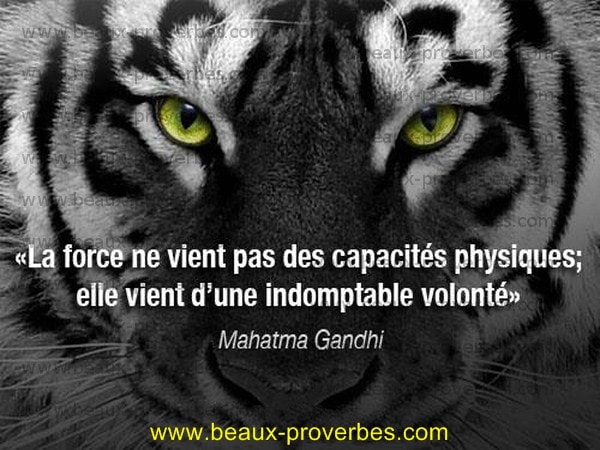 photo image mots citation tigre