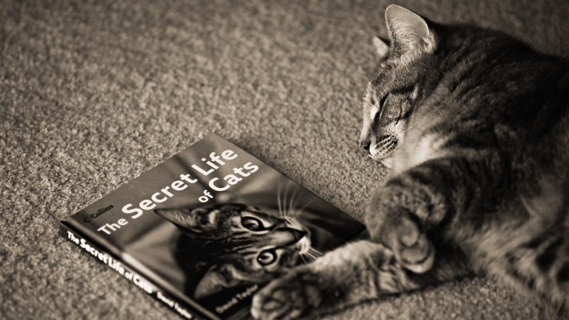 wallpaper et fond d'écran livre chat dormir