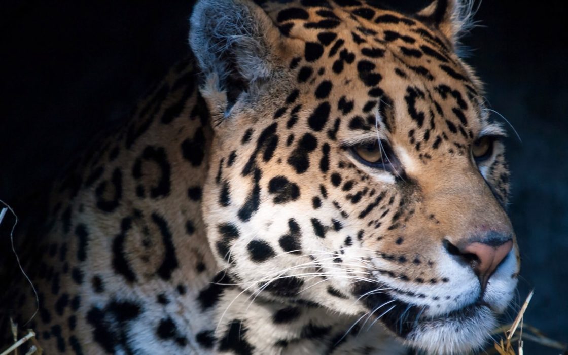 wallpaper et fond d'écran guépard animal félin