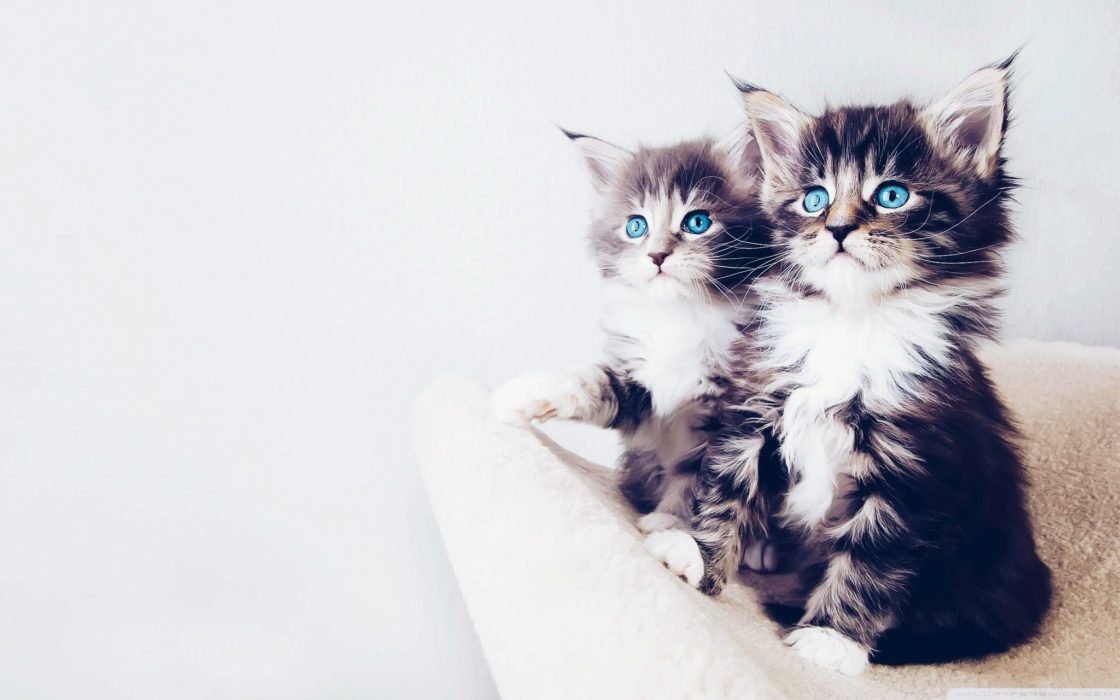 wallpaper et fond d'écran chatons animaux chat cat kitten