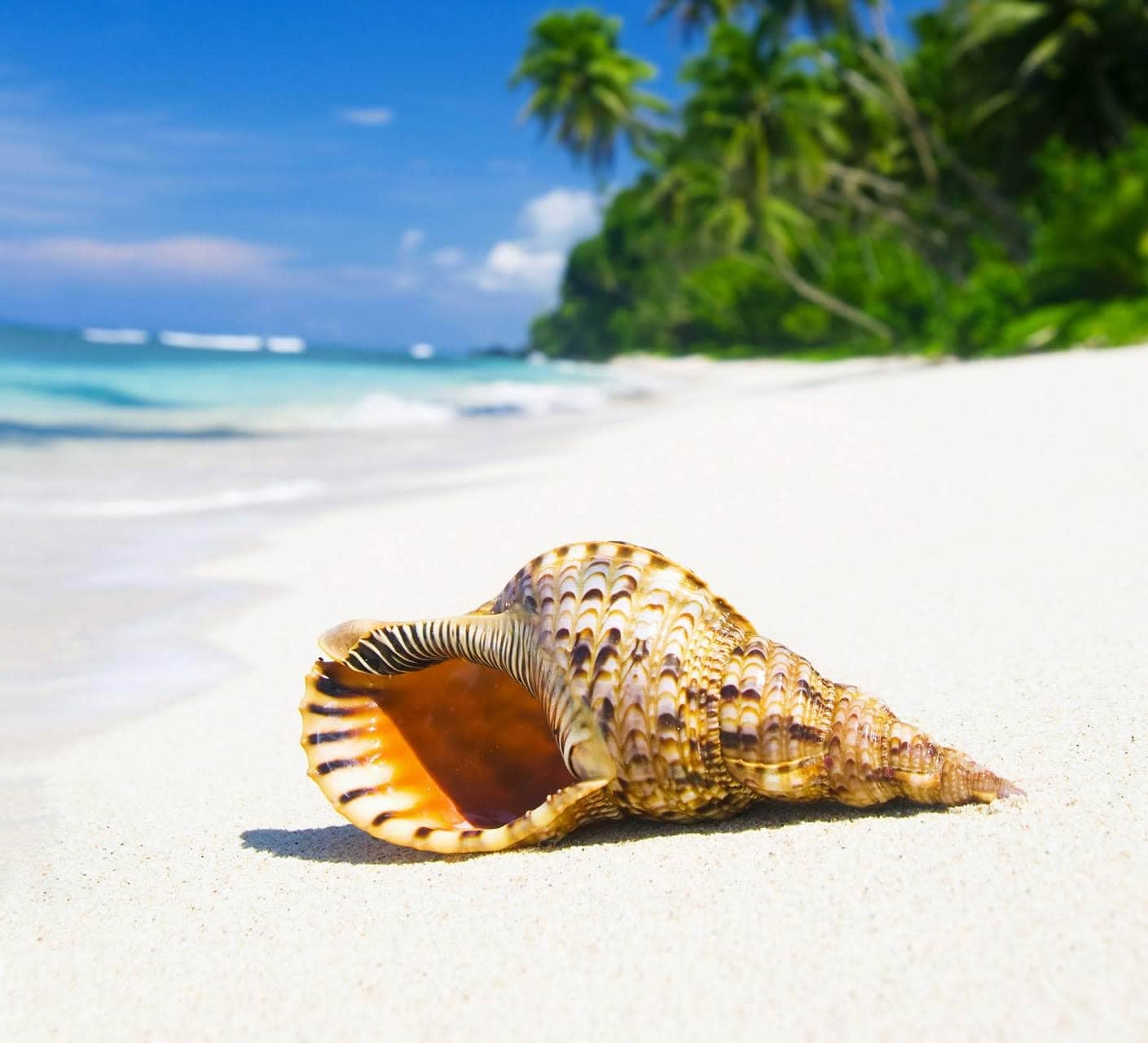 wallpaper et fond d'écran été plage coquillage
