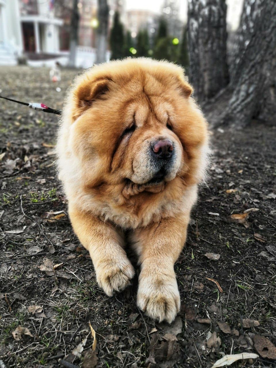 wallpaper et fond d'écran chien nounours animal